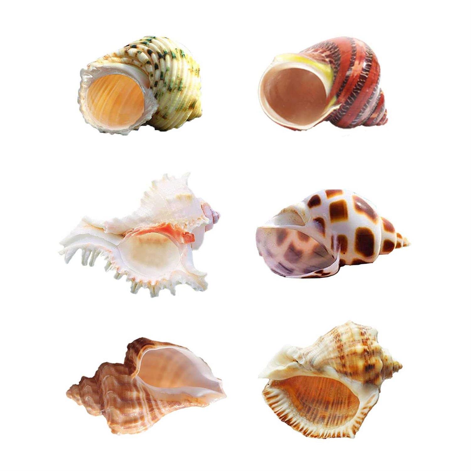 Hermit Crab Shells Medium to Large Growth Turbo Seashells 1-2 Openning Size Natural Supplies Conch Habitat