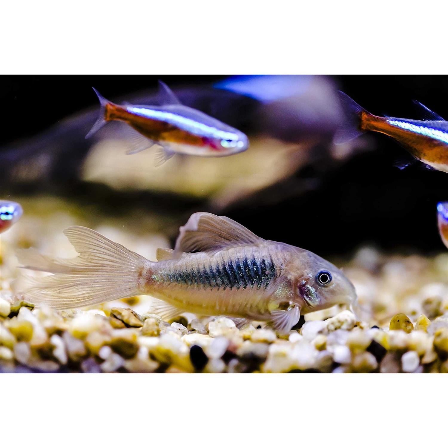 AQUATICBLENDEDFOODS ABF Aquatic Freshwater Snail Food Mix #2 with Calcium