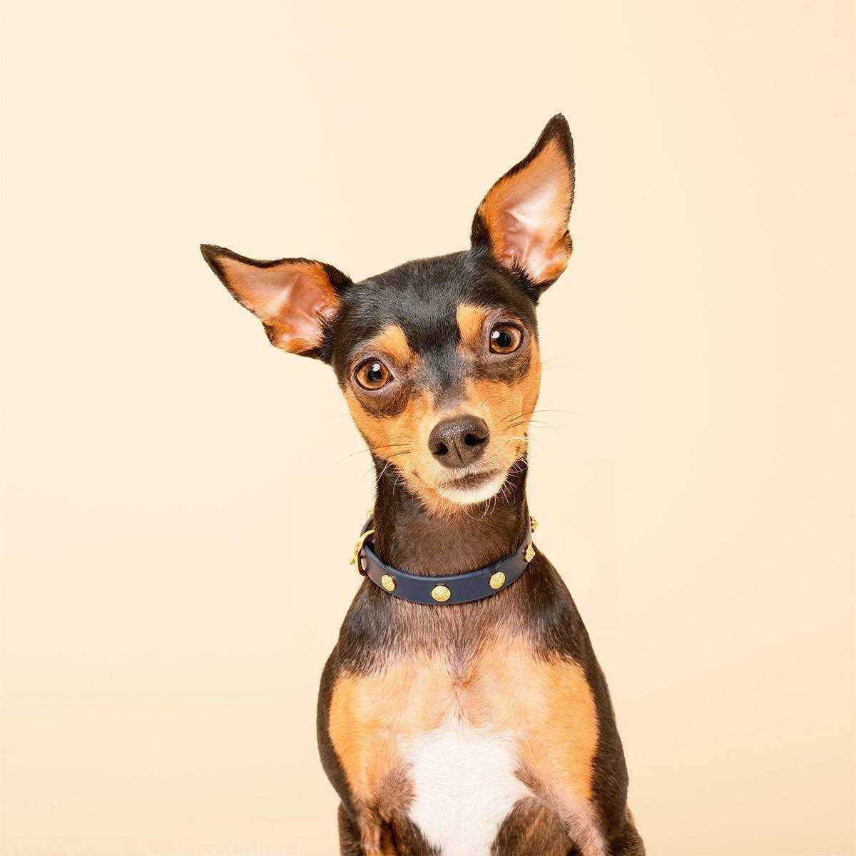 Scamper & Co Genuine Leather & Microfiber Bejeweled Circular Stud Dog Collar