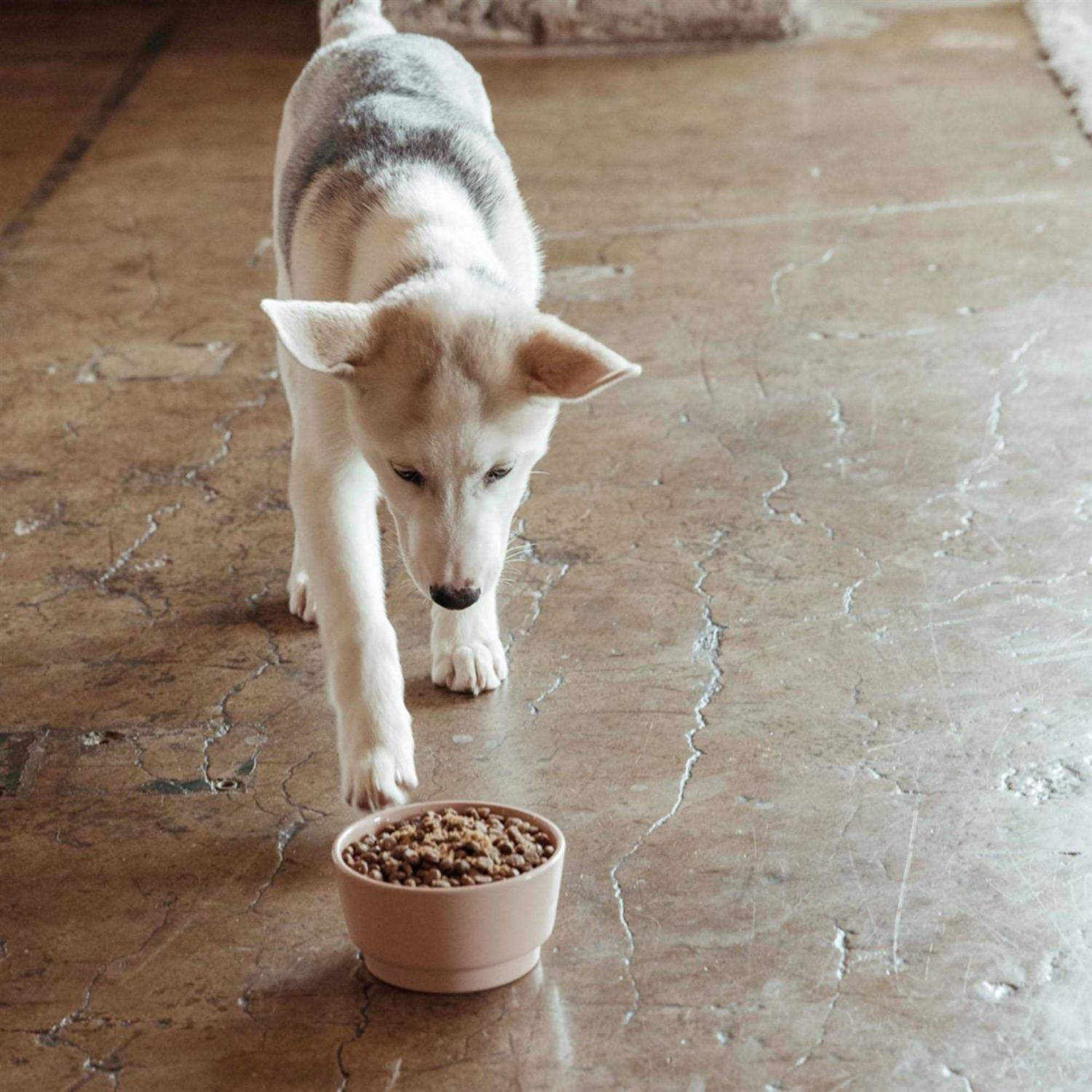 Jinx Chicken Sweet Potato & Carrot Dry Dog Food