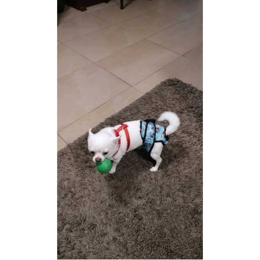 Alfie Pet Washable Female Dog Diaper