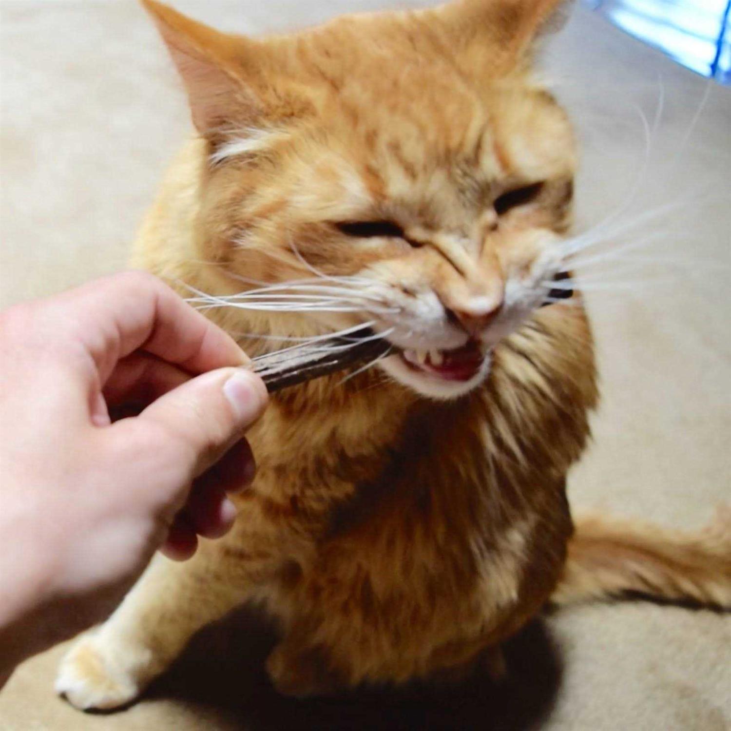 CatTwig Silver Vine Stick Cat Chew Toy