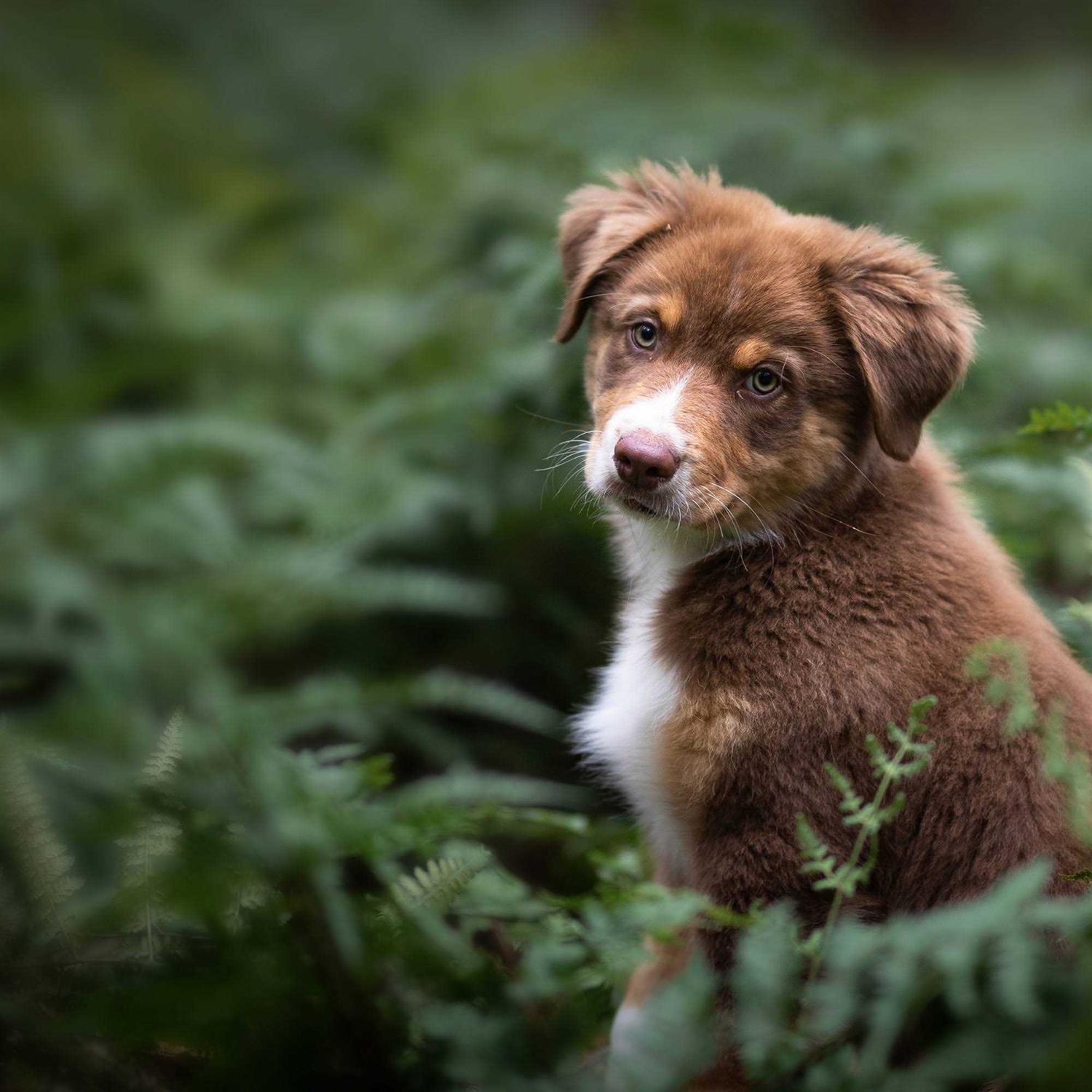 Blue Buffalo Wilderness Rocky Mountain Recipe High Protein Puppy Dry Dog Food