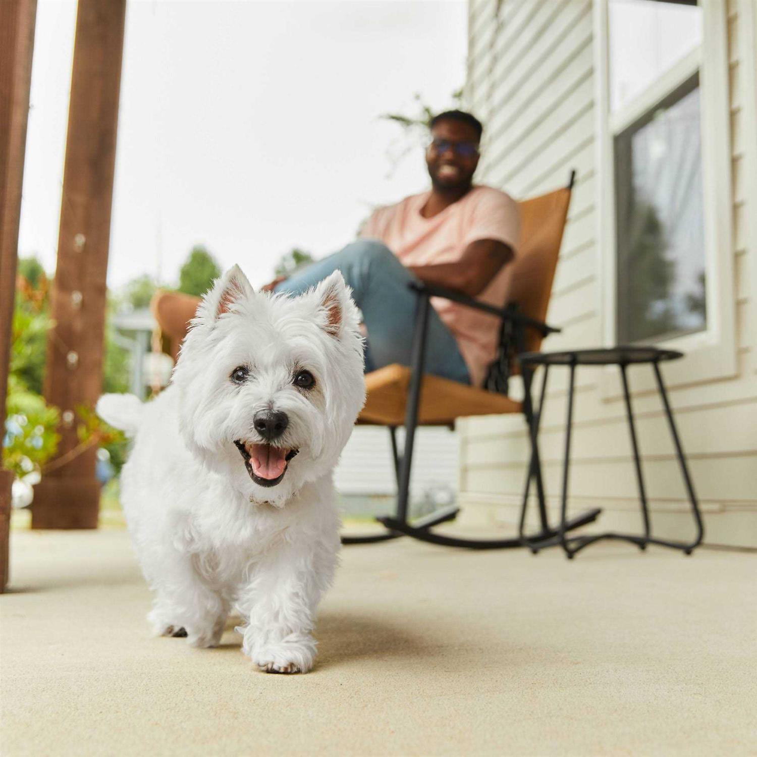 Cesar Wholesome Bowls Wet Dog Food