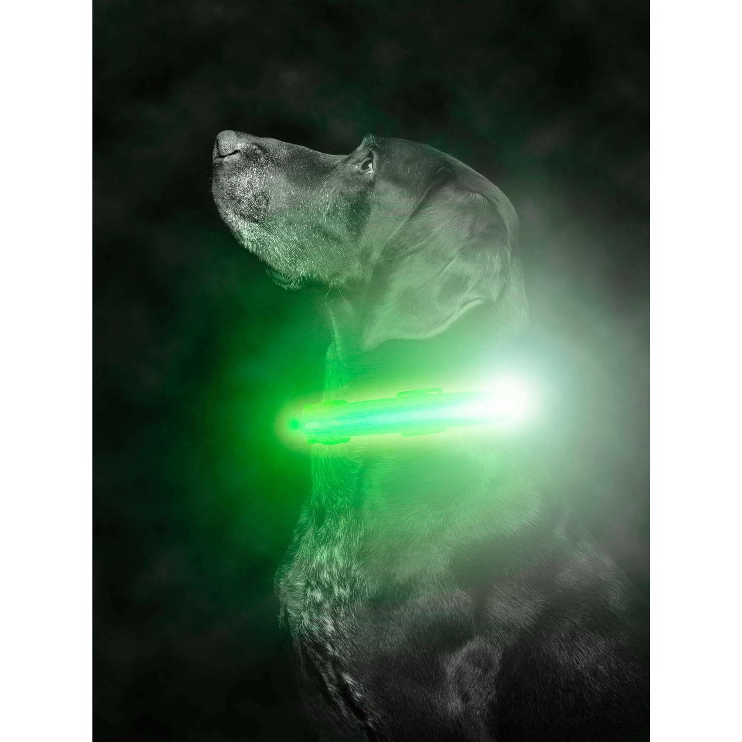 Mighty Paw LED Dog Collar USB Rechargeable