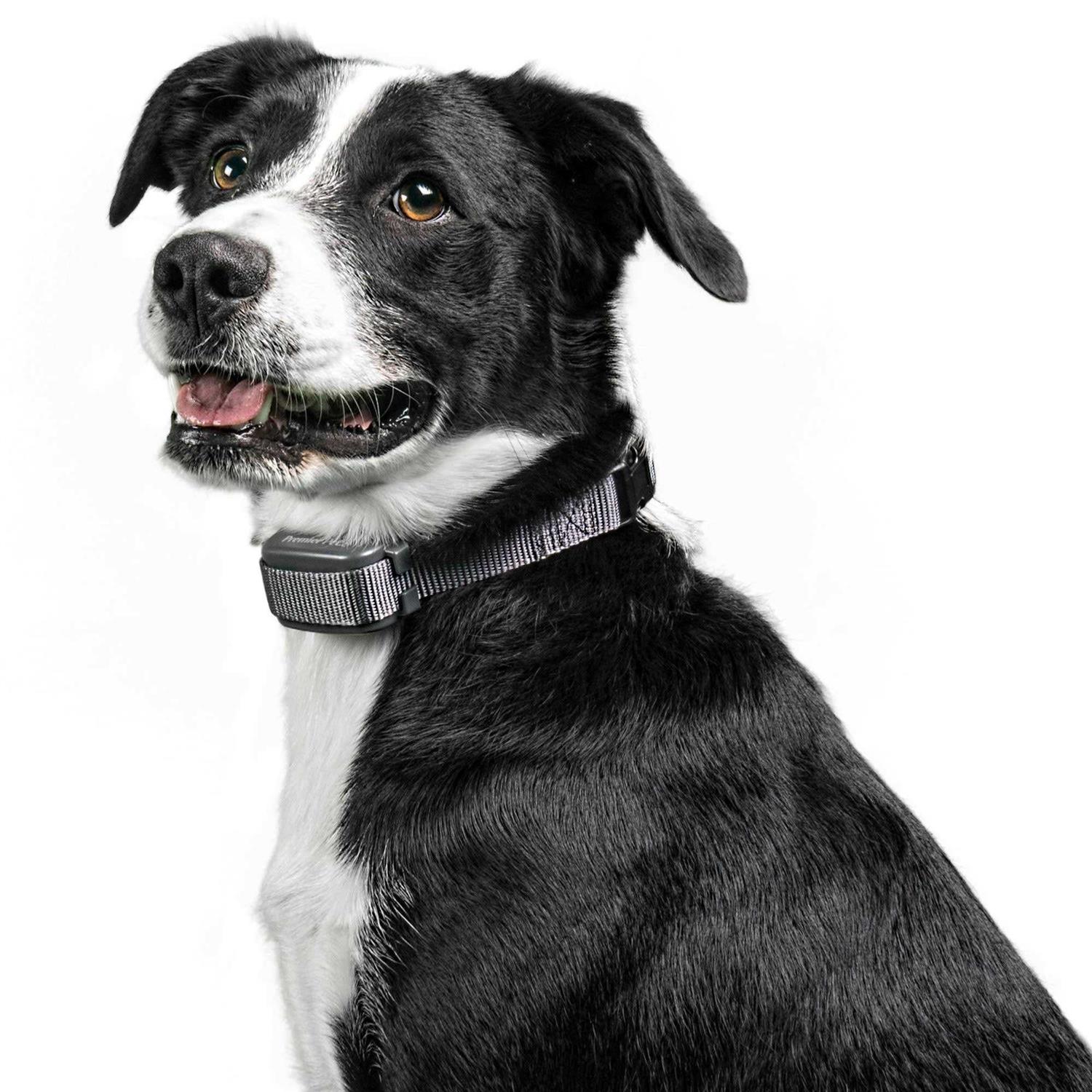 Premier Pet Rechargeable Bark Collar