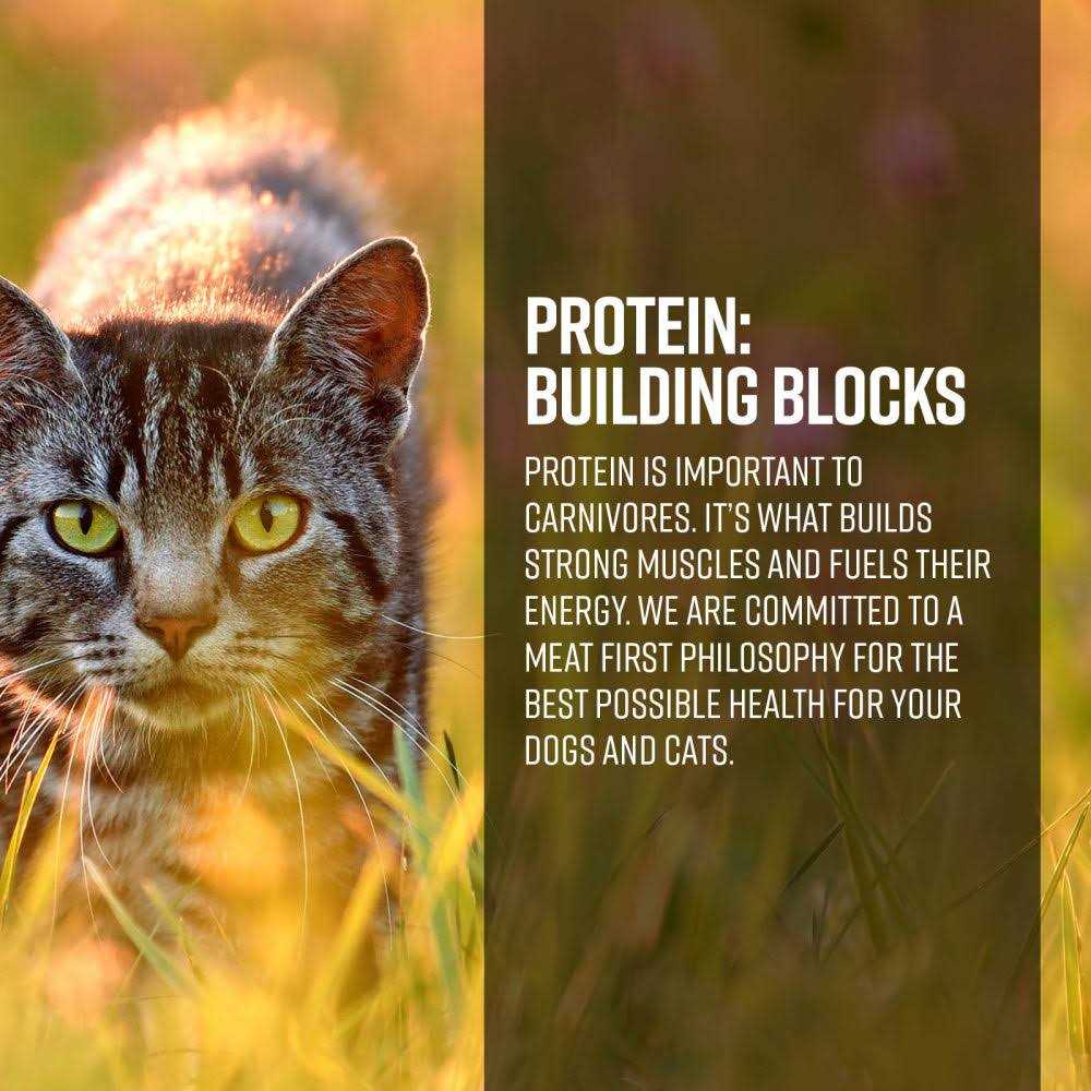 Essence Air Gamefowl Recipe Cat Dry Food