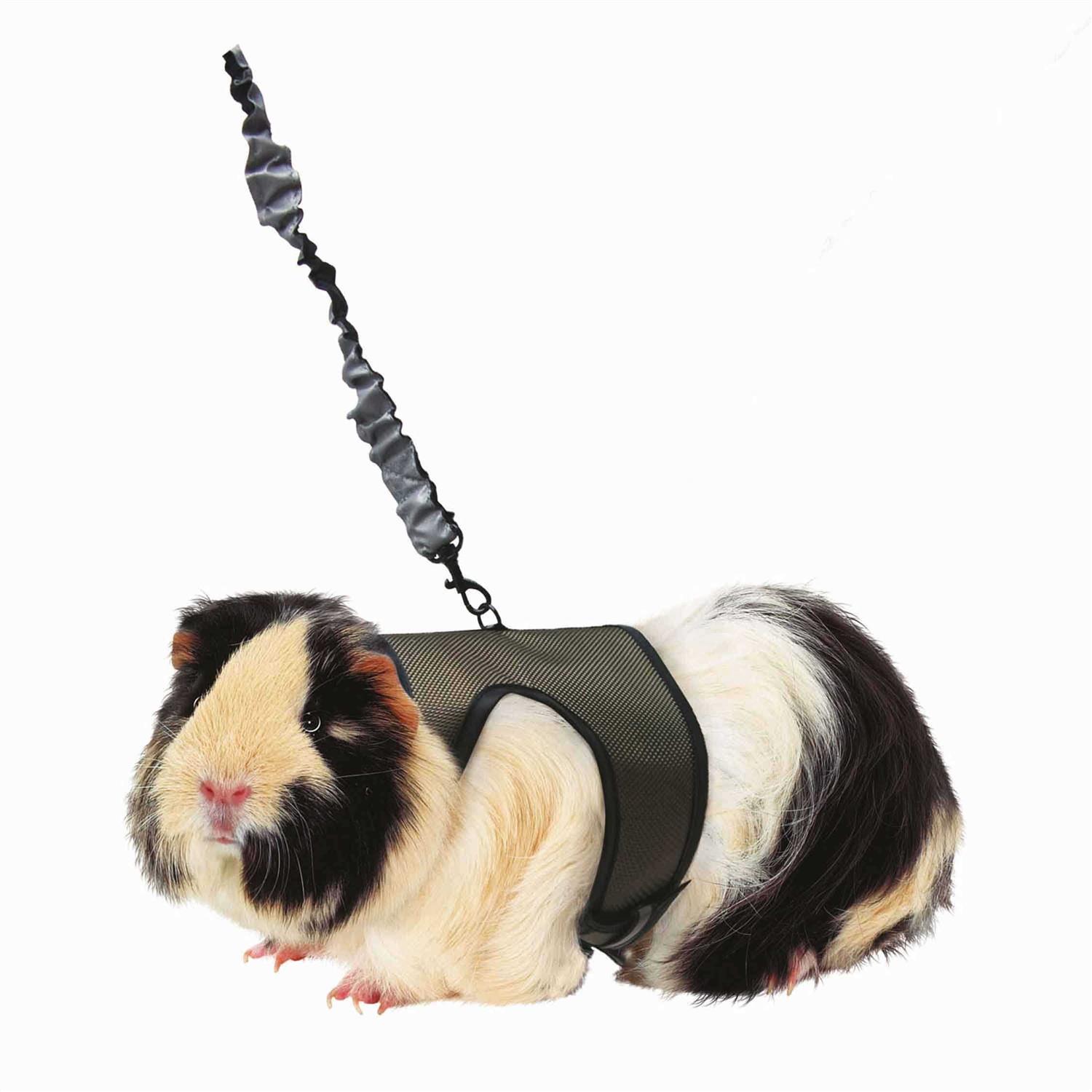 Kaytee Comfort Harness Stretchy Leash