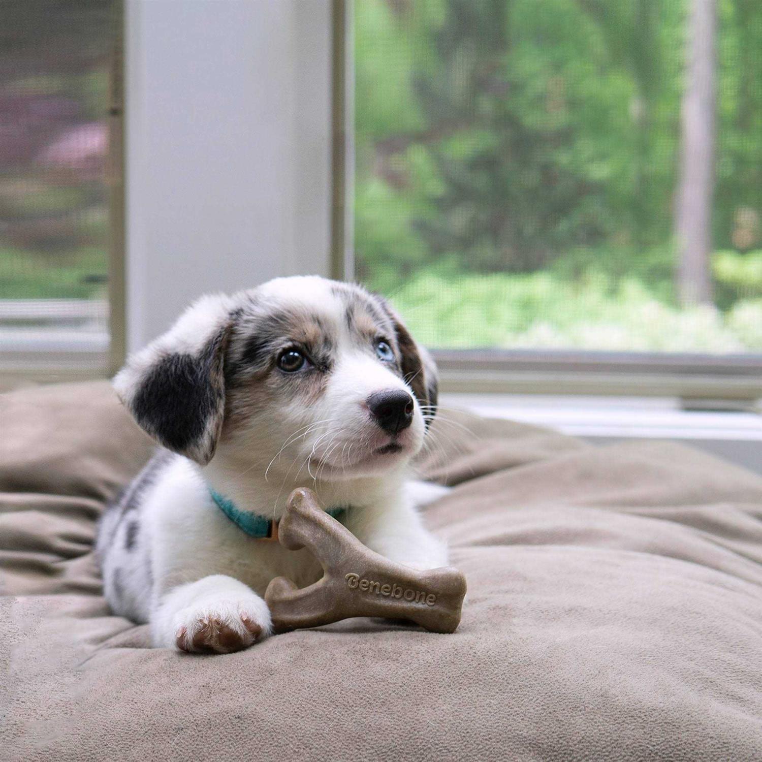 Benebone Puppy Pack Bacon Dog Chew