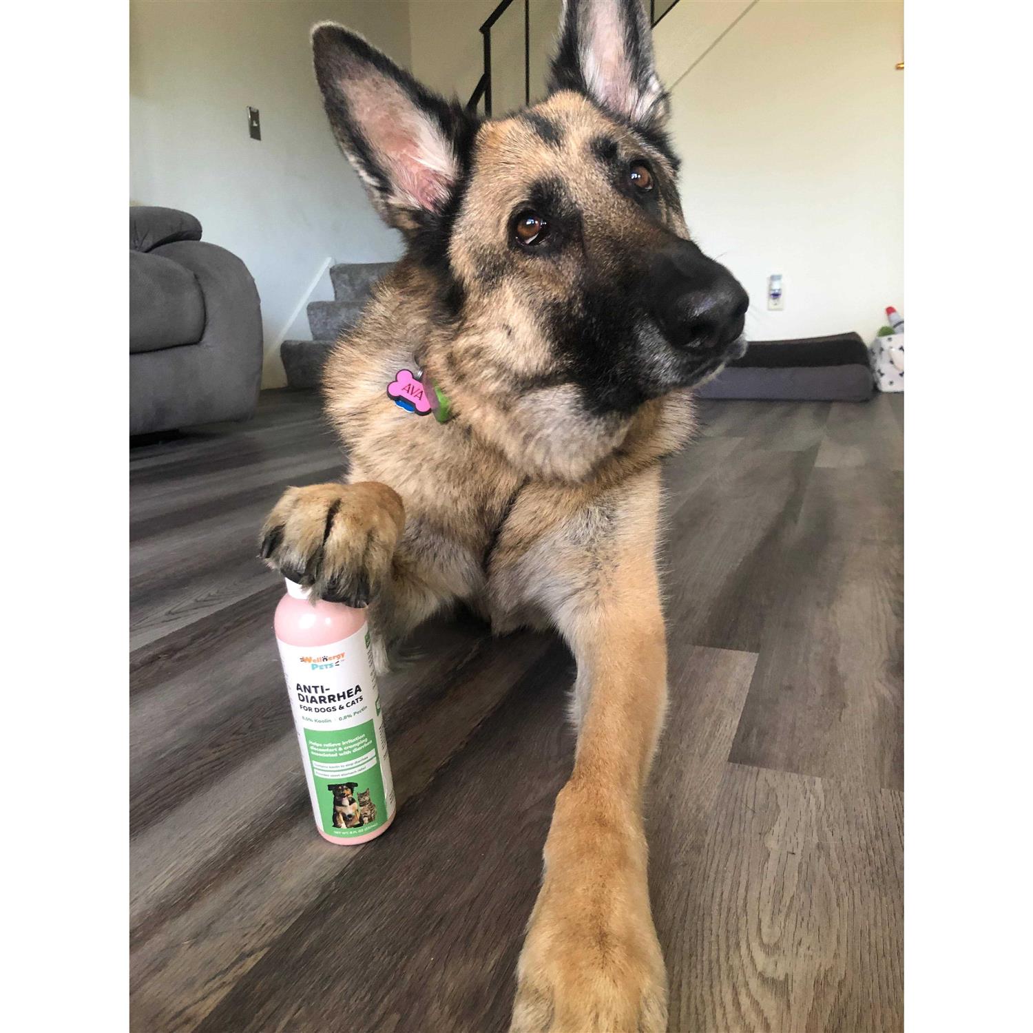 Wellnergy Pets Anti-Diarrhea for Dogs & Cats