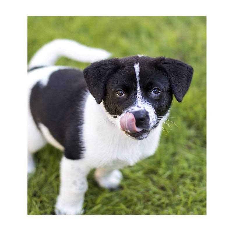 Nulo Frontrunner Chicken Oats & Turkey Dry Puppy Food