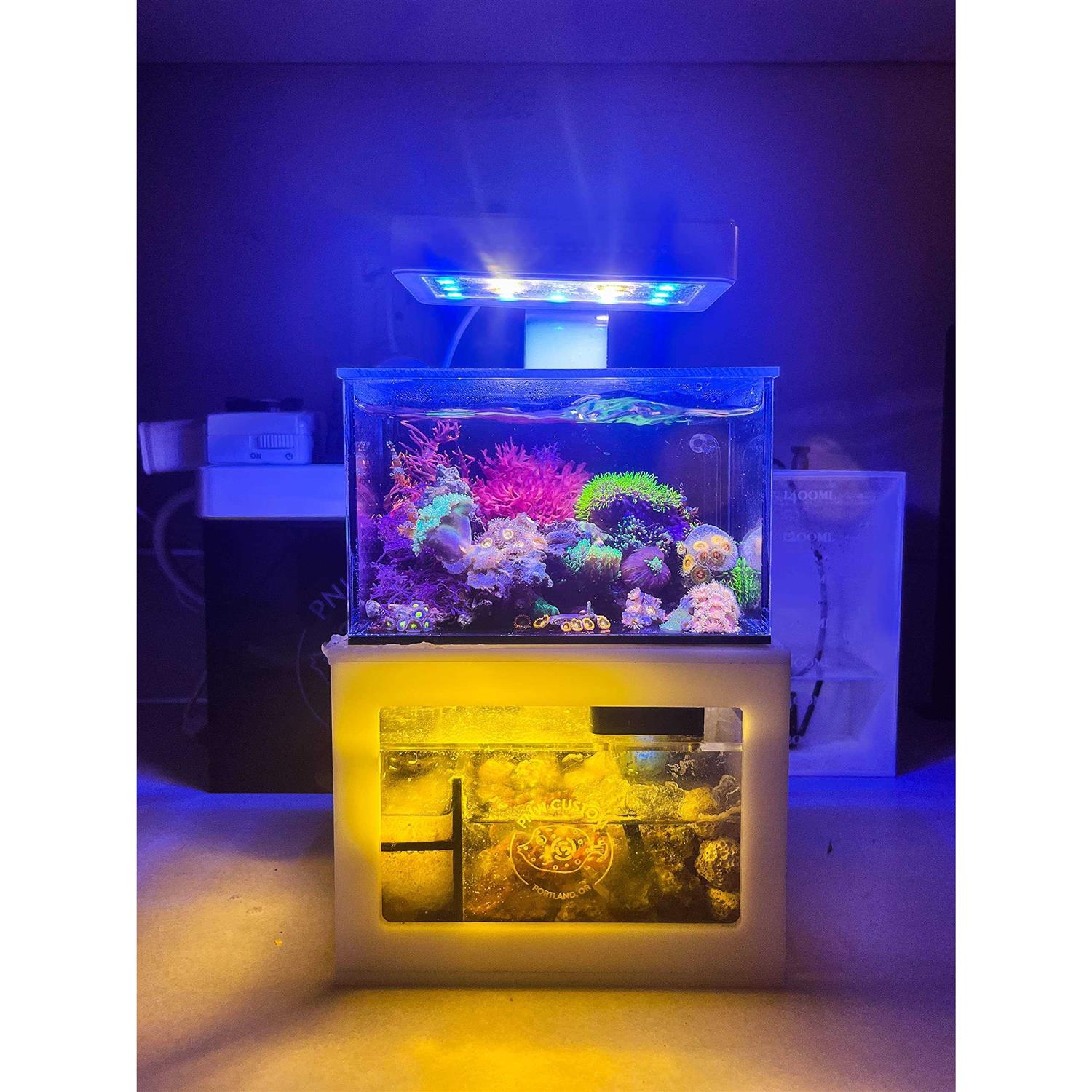 PNW Custom Micro Reef-Ready 40oz Desktop Aquarium