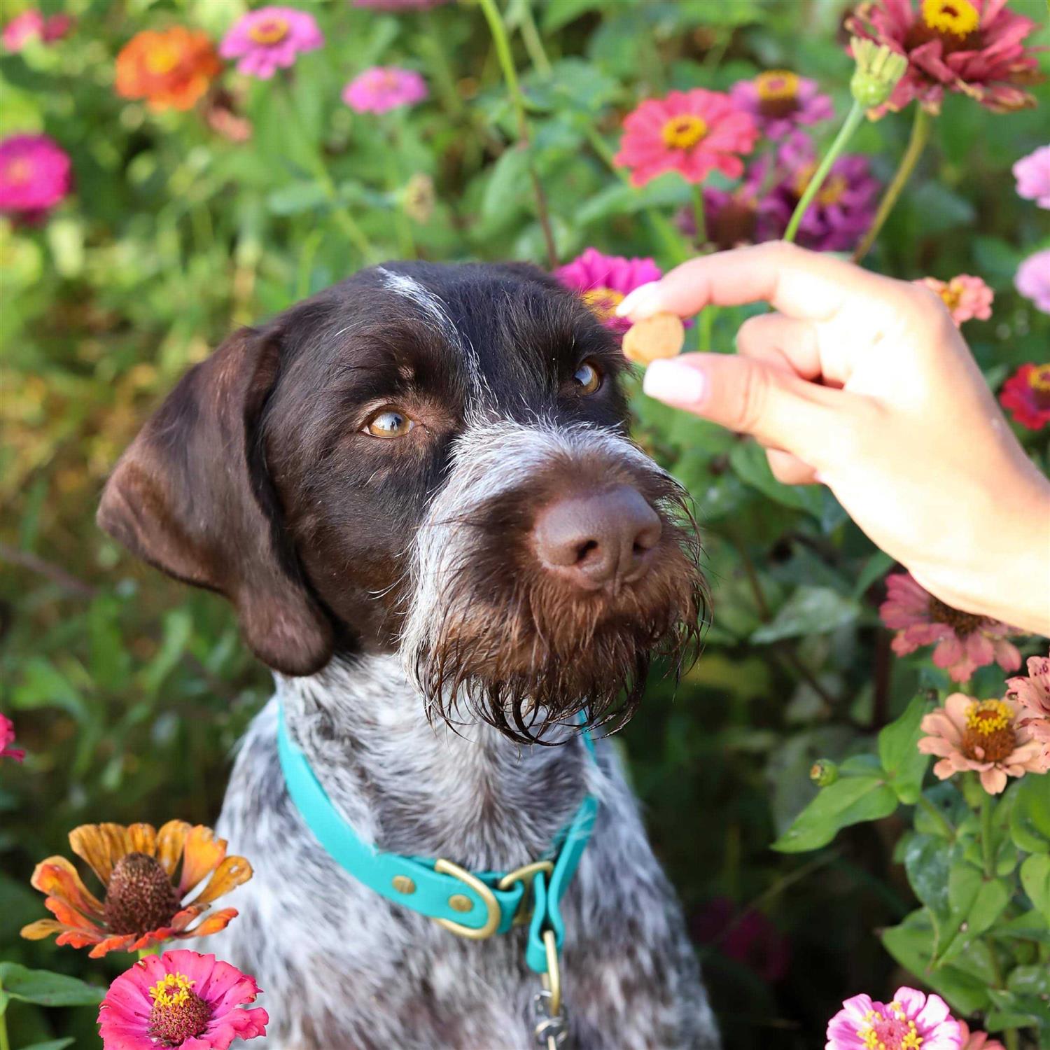 Ark Naturals Breath Bursts Bits Dental Dog Treats
