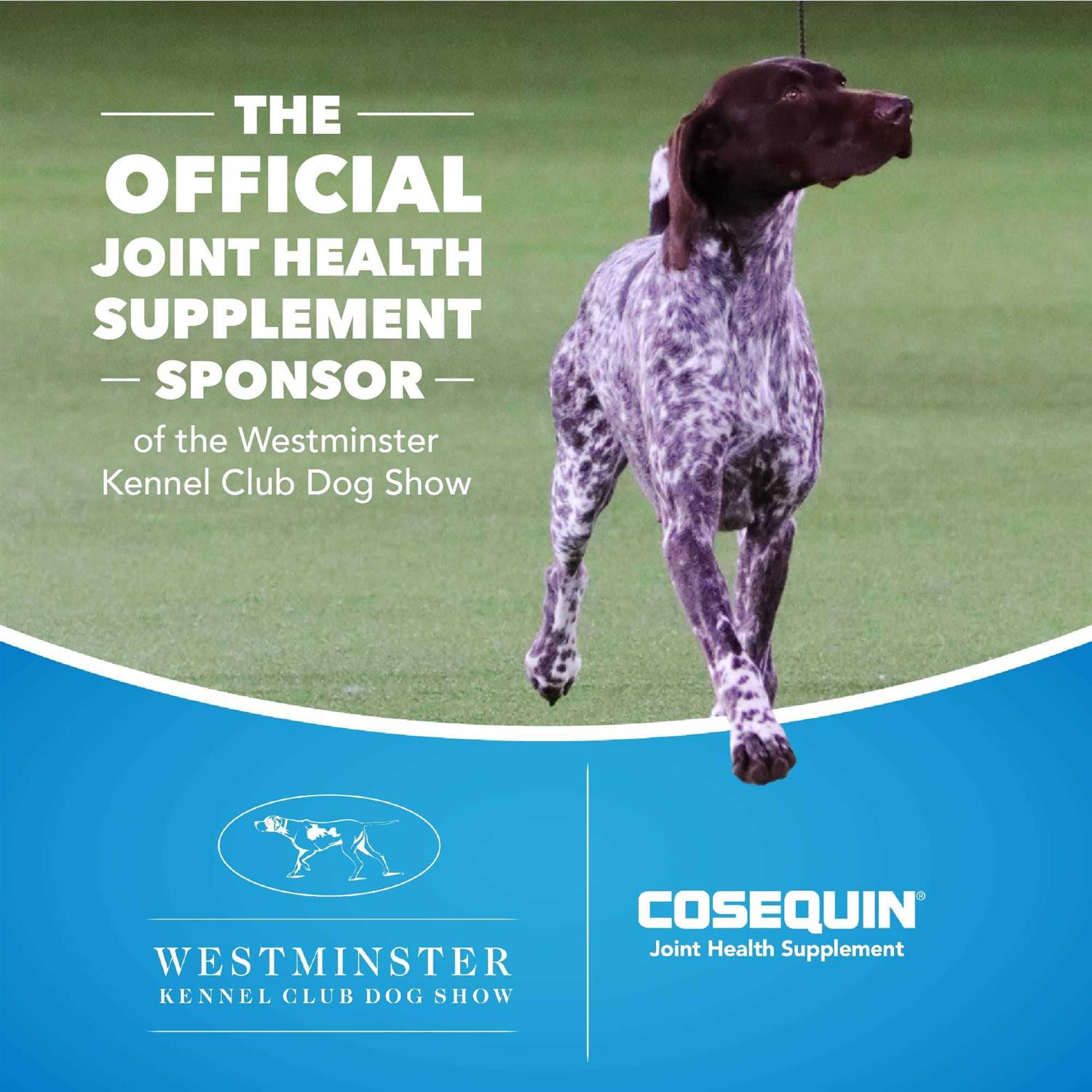 Nutramax Cosequin DS Plus MSM Professional Line for Dogs