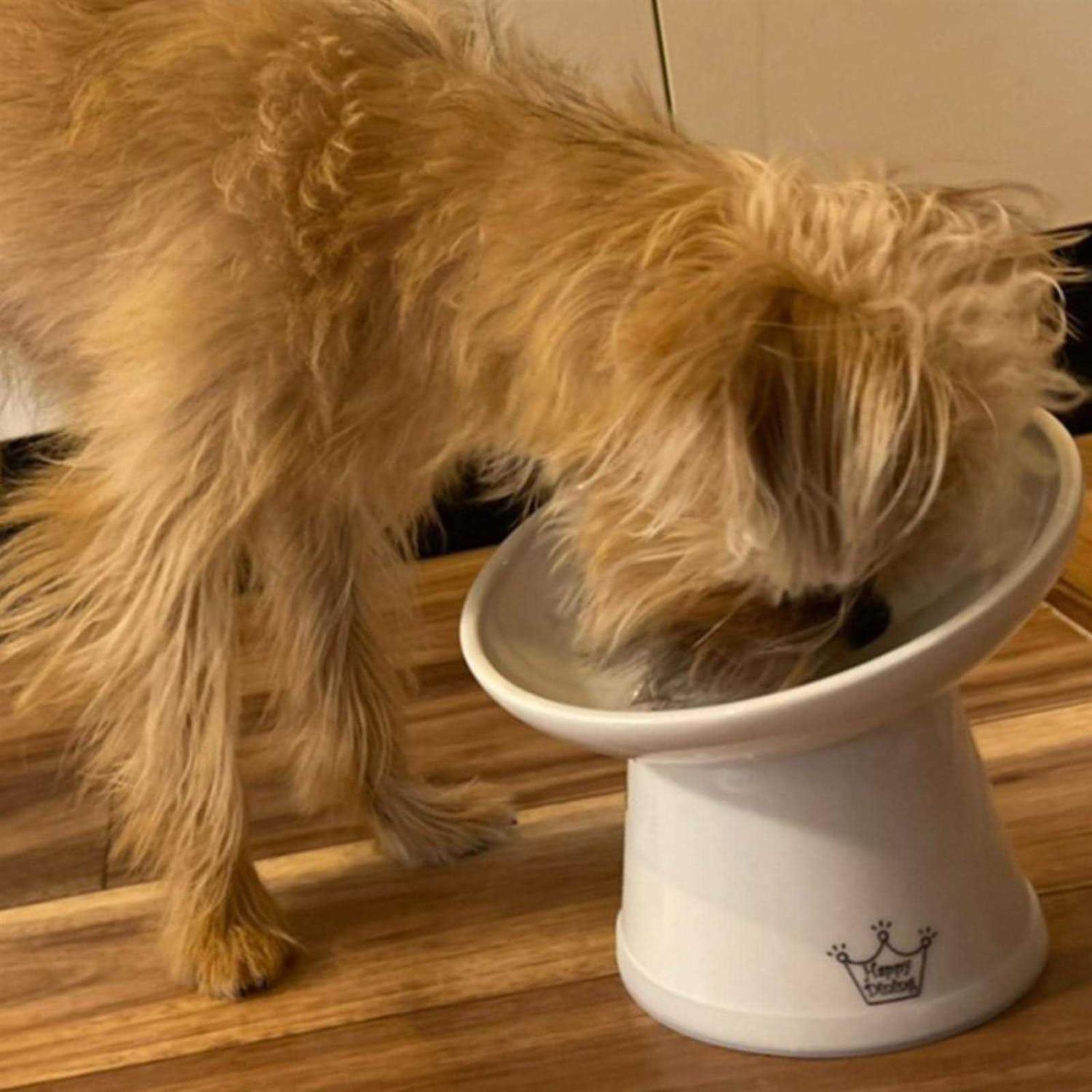 Necoichi Extra Wide Raised Cat Food Bowl