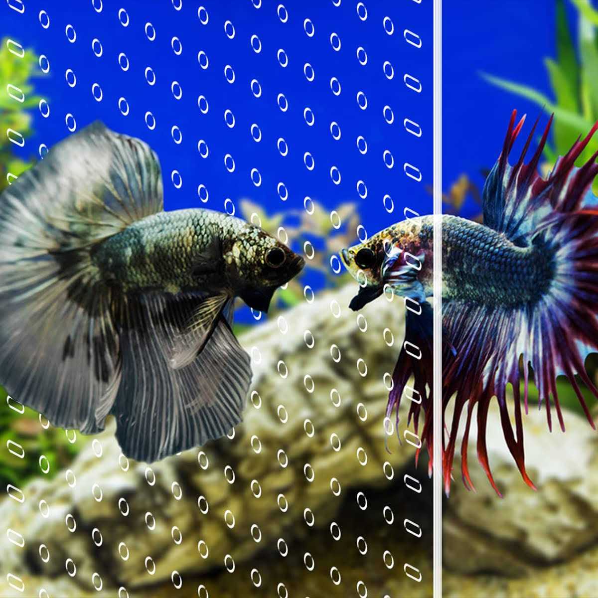 LYL LEYOULAND Aquarium Divider Clear 10 Gallon/20-Gallon Fish Tank Divider with Suction Cups Accessories