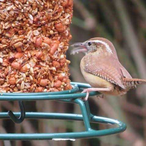 Mr. Bird Flaming Hot Feast Seed Cylinder
