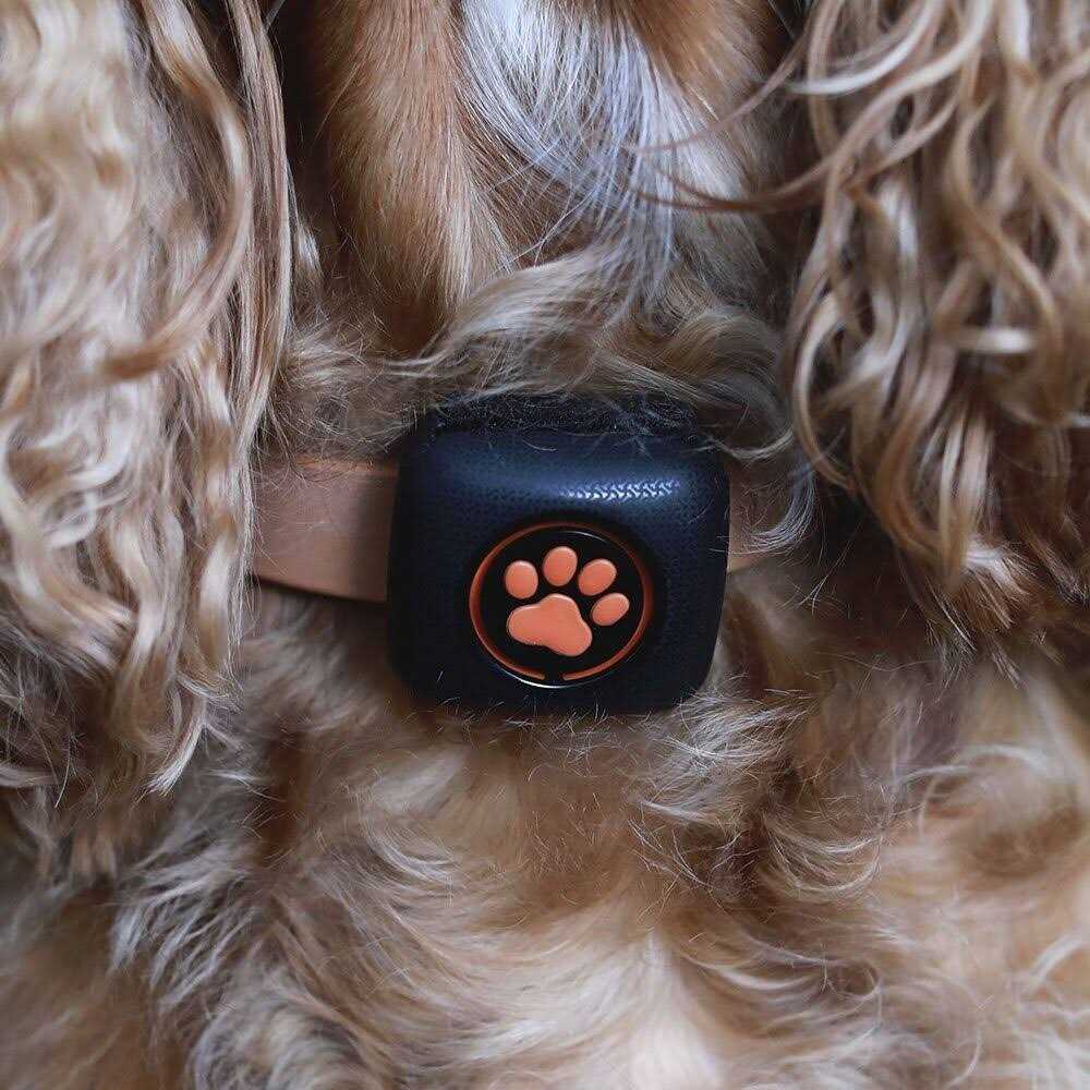 PitPat Dog Activity and Fitness Monitor No Recharging or Subscription Required