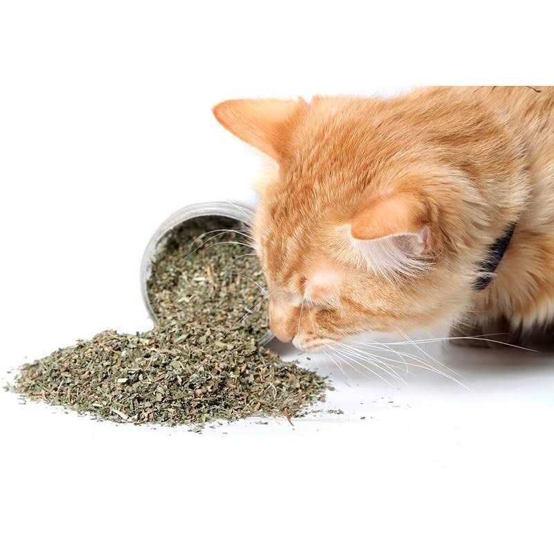Cat Crack Catnip Blend Cats