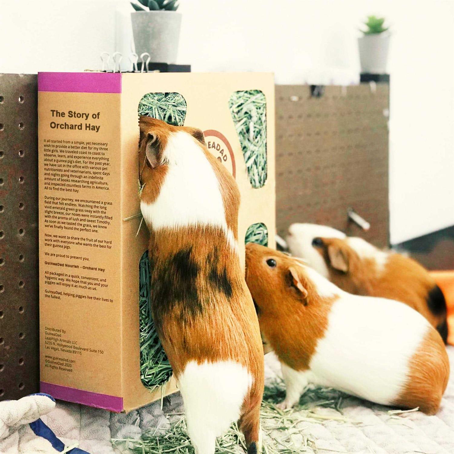 GuineaDad Orchard Hay for Guinea Pigs