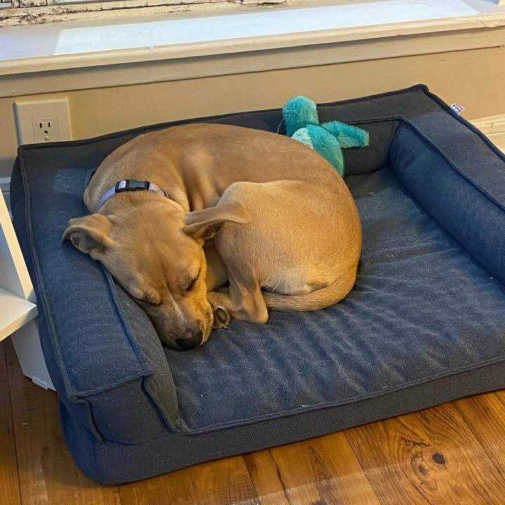 Boots & Barkley Sofa Bolster Dog Bed