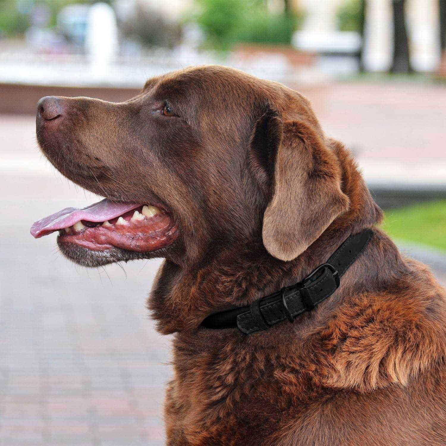 Bronzedog Rolled Leather Dog Collar with QR ID Dog Tag Round Personalized Collars for Small Medium Large Dogs Puppy Cat