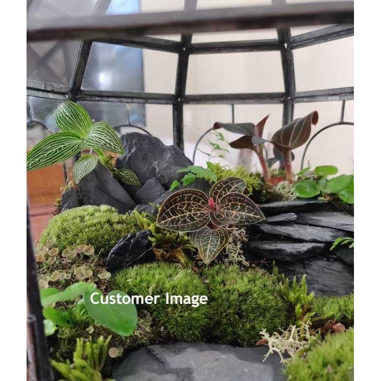 Natural Slate Stone -1 to 3 inch Rocks For Miniature Or Fairy Garden