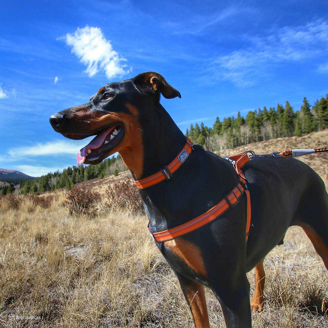 K9 Explorer Reflective Adjustable Dog Collar