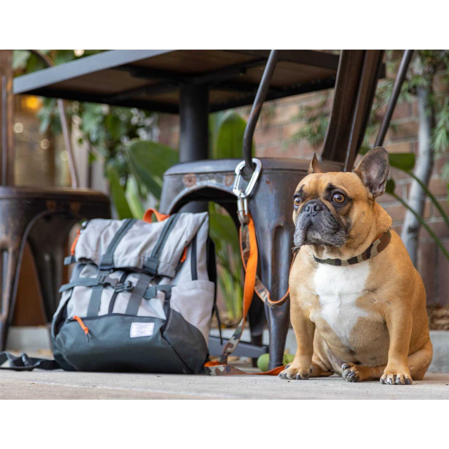K9 Sport Sack Urban 3