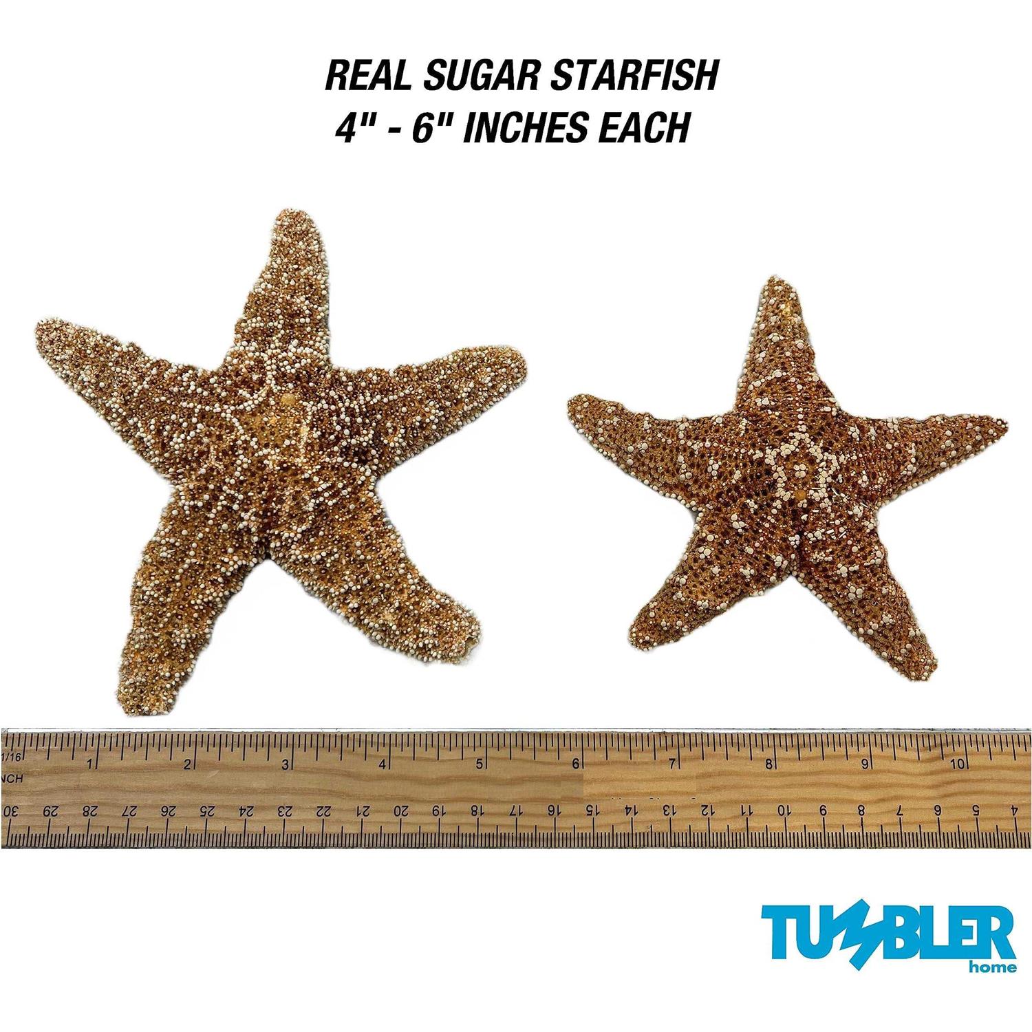 Tumbler Home Sugar Starfish 4 6 inch Large Starfish Sea Star Starfish Decor