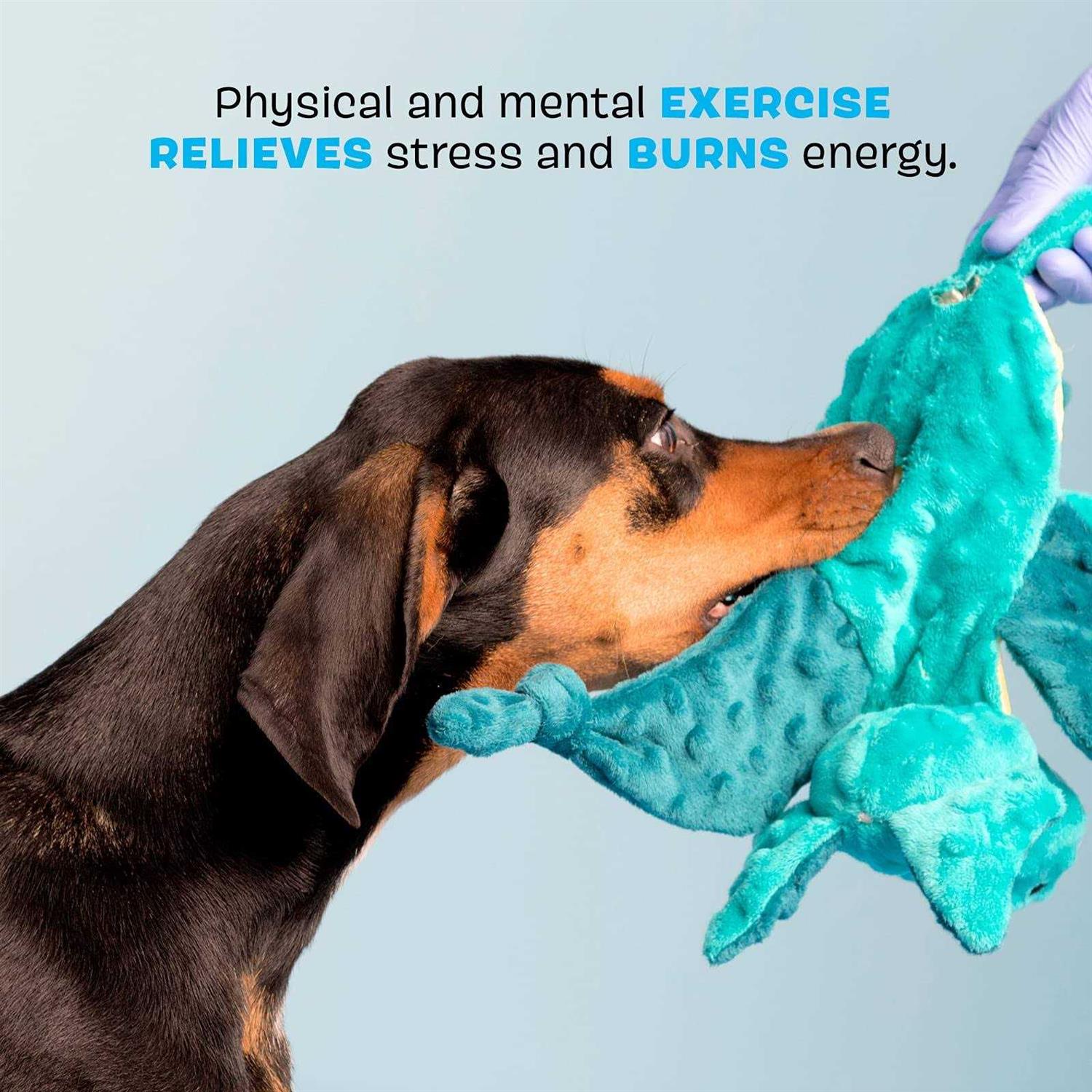 Bark Dingbert the Dragon Plush Dog Toy