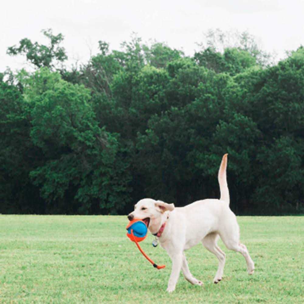 Chuckit! Ultra Flight Disc