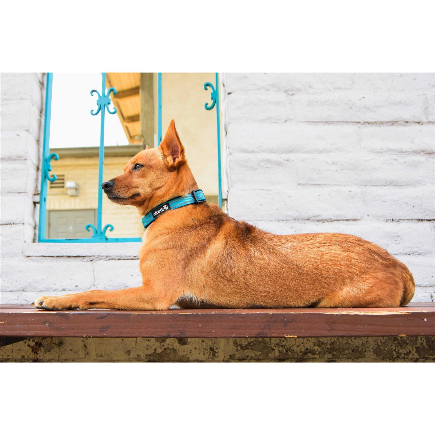 Alcott Adventure Dog Collar