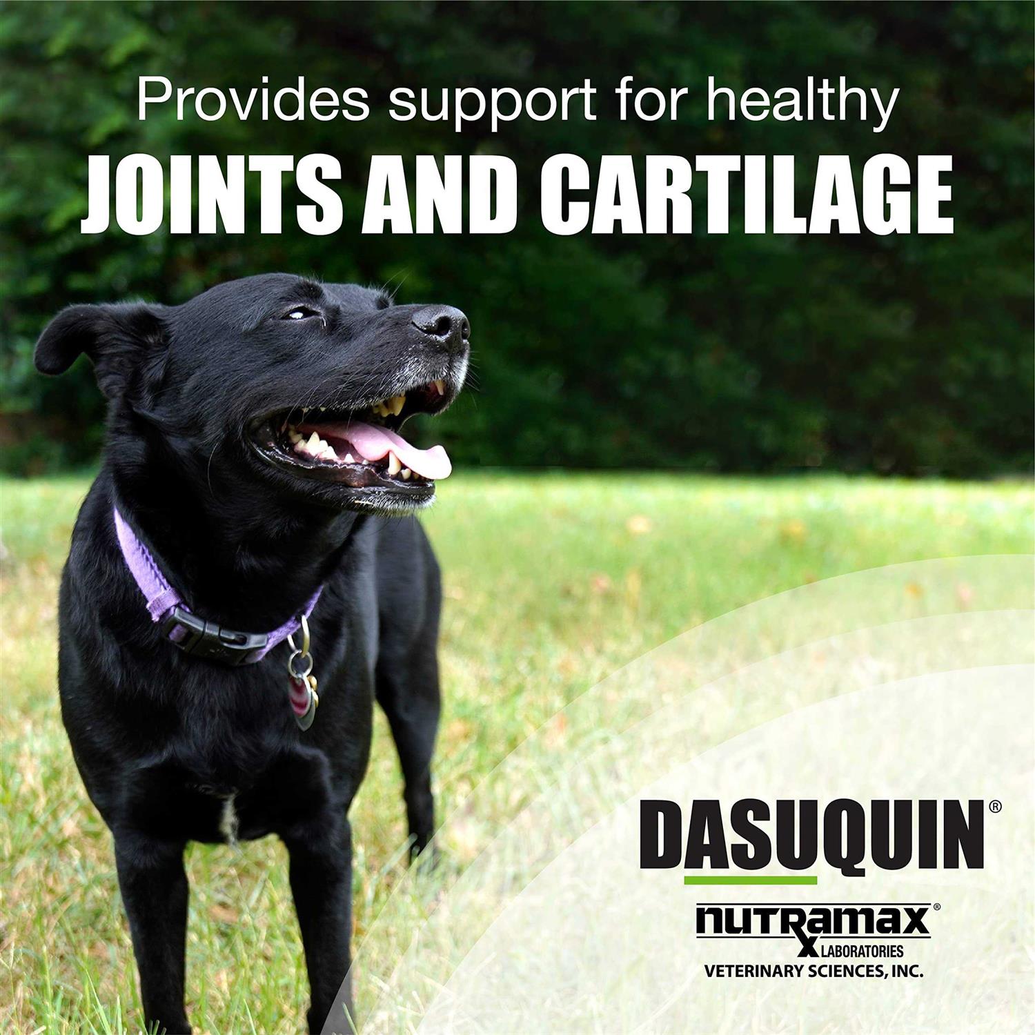 Nutramax Dasuquin with MSM Joint Health Supplement Dogs Soft Chews