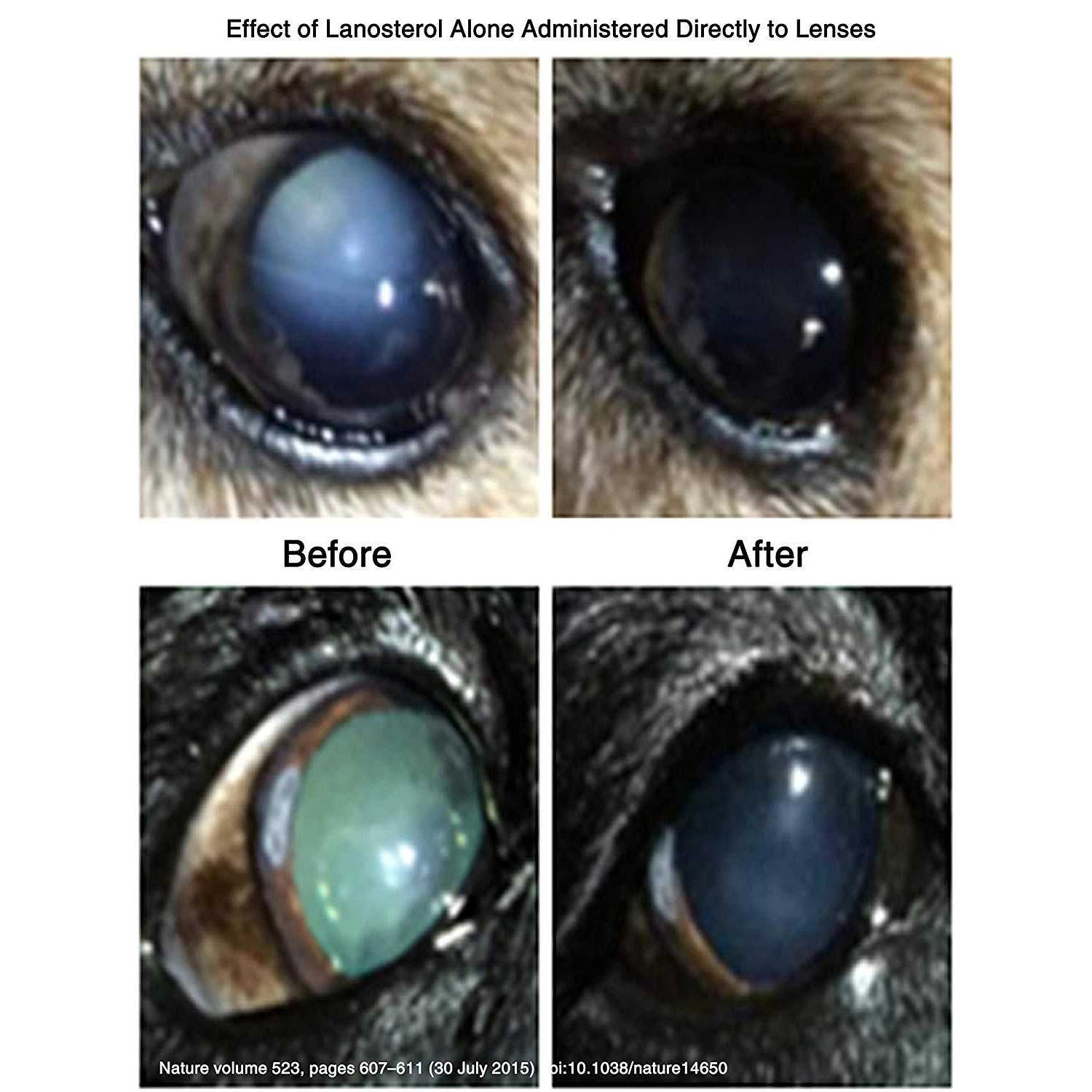 LumenPro Pet Cataracts Eye Drops