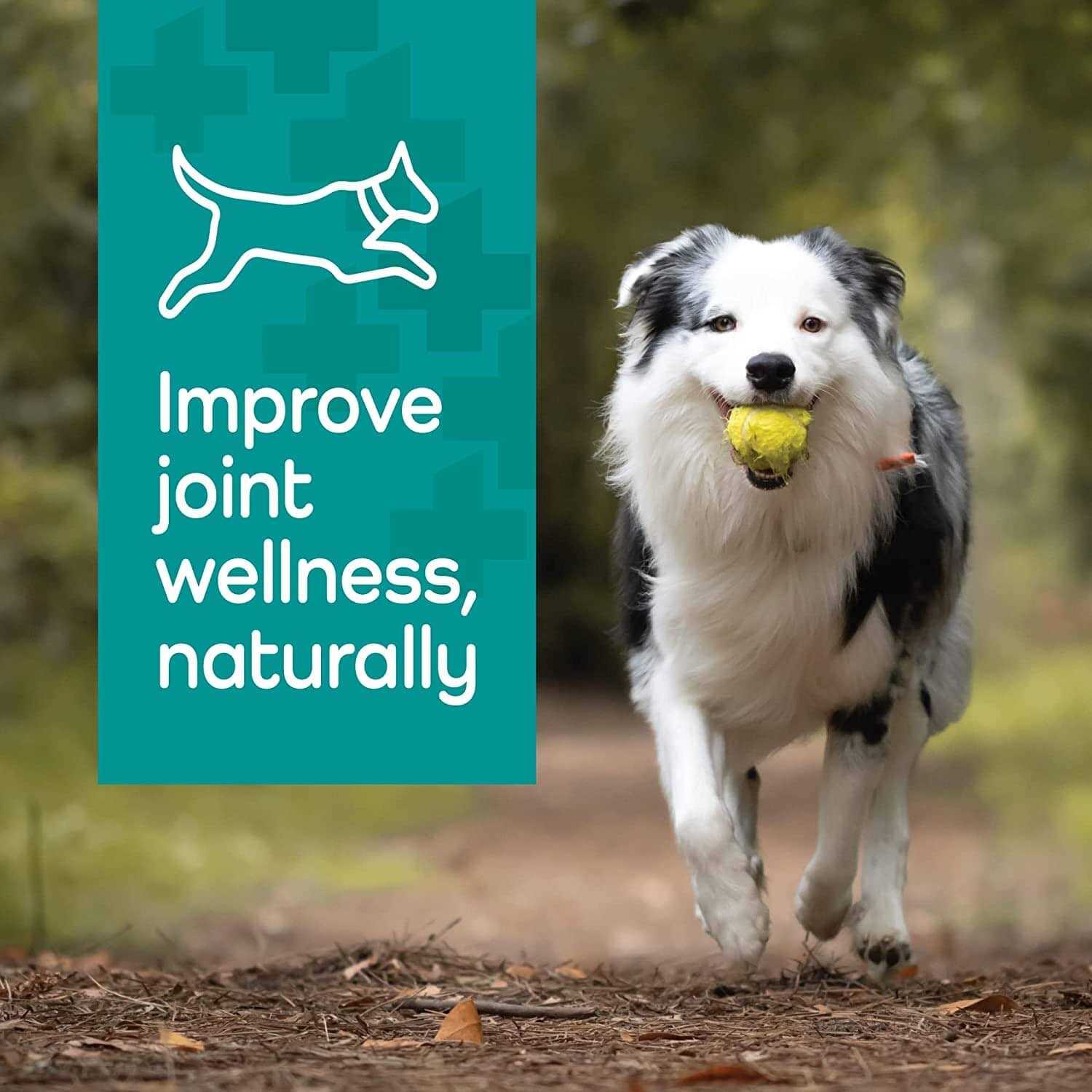 Vetality Hemp Helpers Collar for Dogs