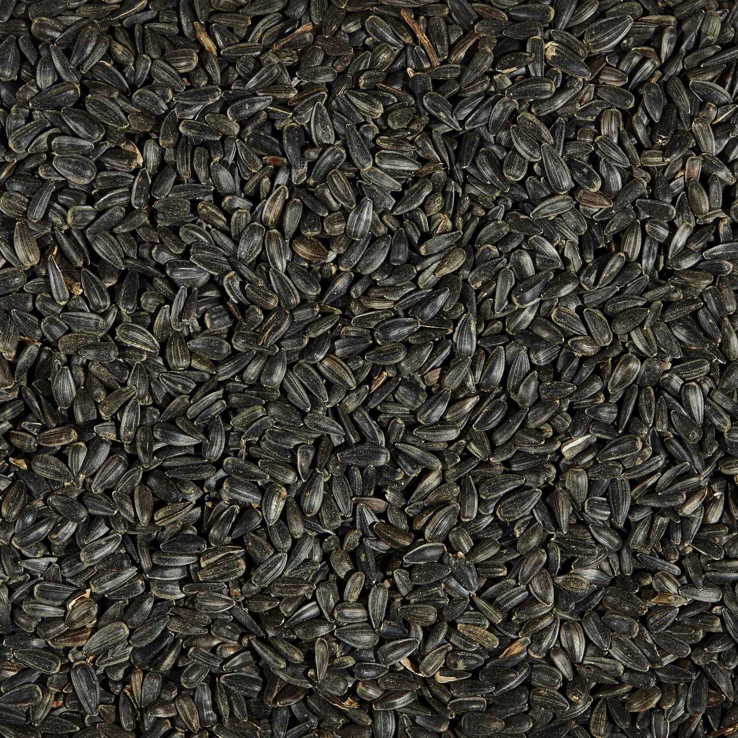 Ace Songbird Black Oil Sunflower Seed Wild Bird Food
