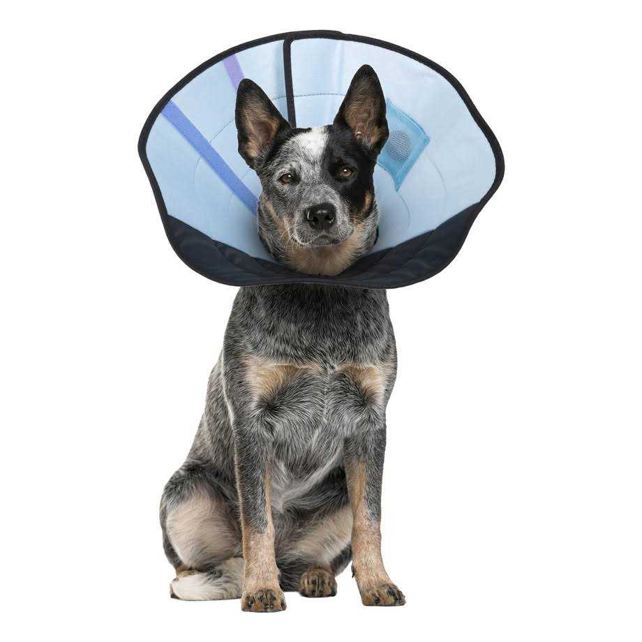 Calm Paws Dog Calming Caring Collar