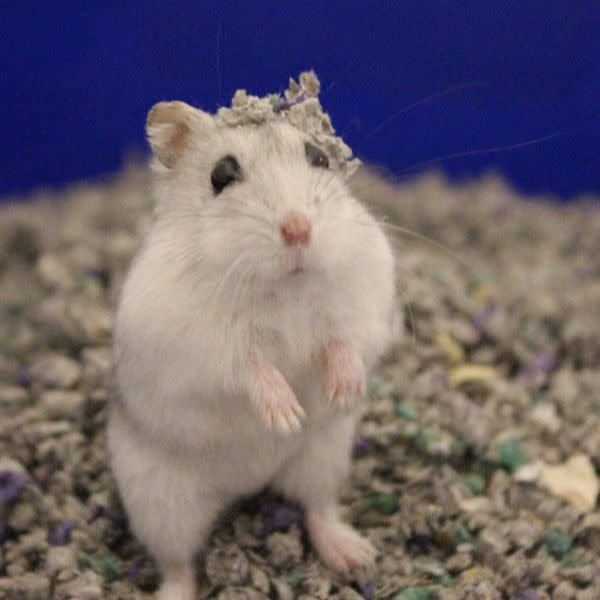 Sunseed Fresh World Bedding