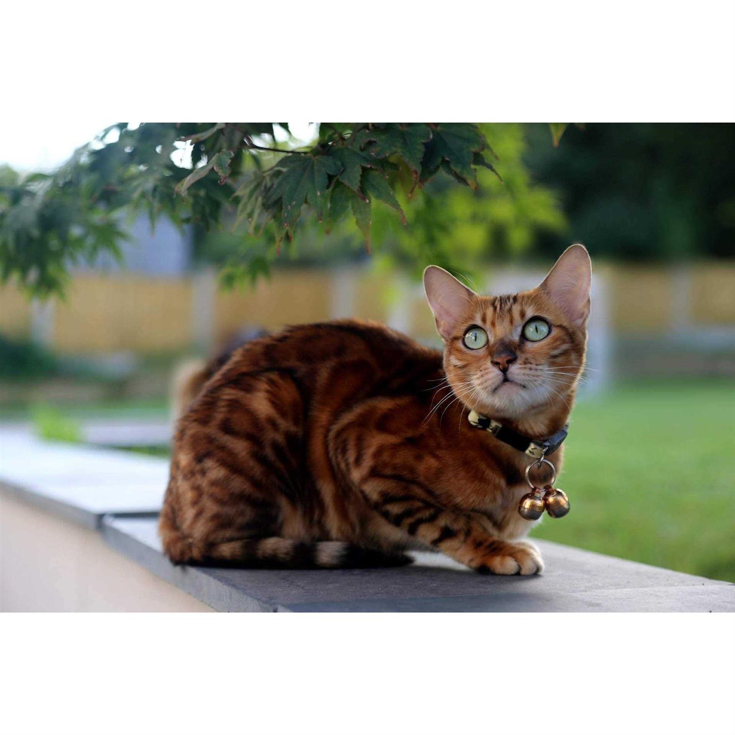 Beau’s Bells 2 Extra Loud Cat & Dog Bells