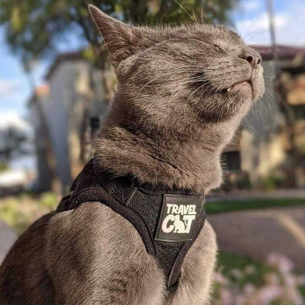 Your Cat Backpack The True Adventurer Reflective Cat & Kitten Harness and Leash