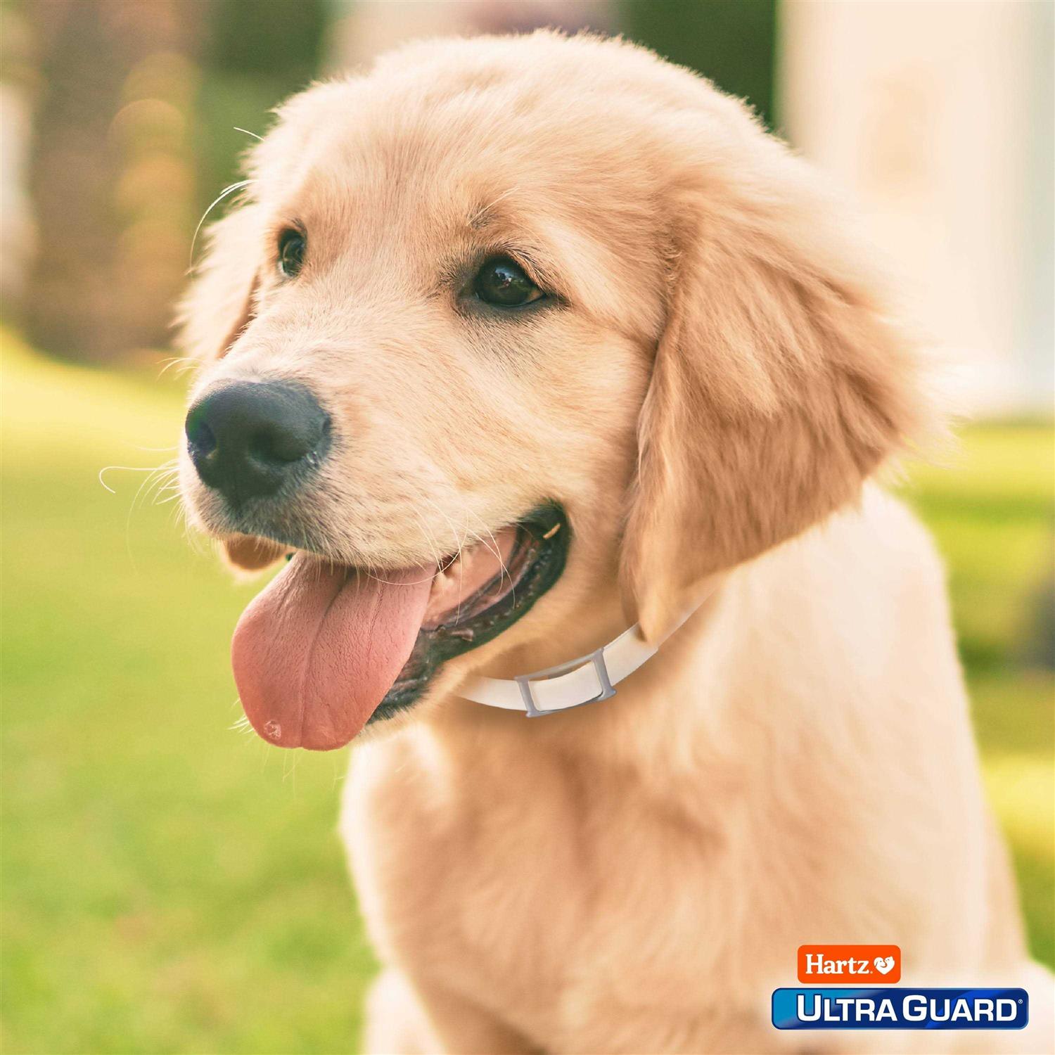 Hartz UltraGuard Flea & Tick Collar for Dogs