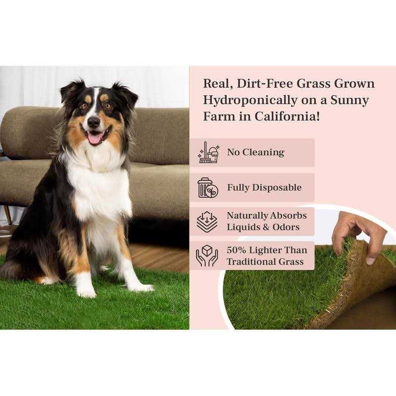 DoggieLawn Dog Potty Real Grass