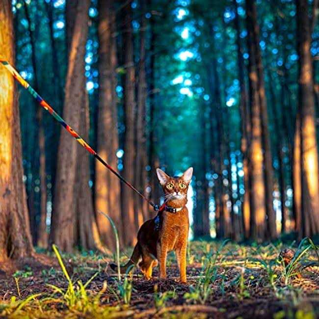 pidan Cat Harness and Leash Set Cats Escape Proof Adjustable Kitten Harness for Large Small Cats