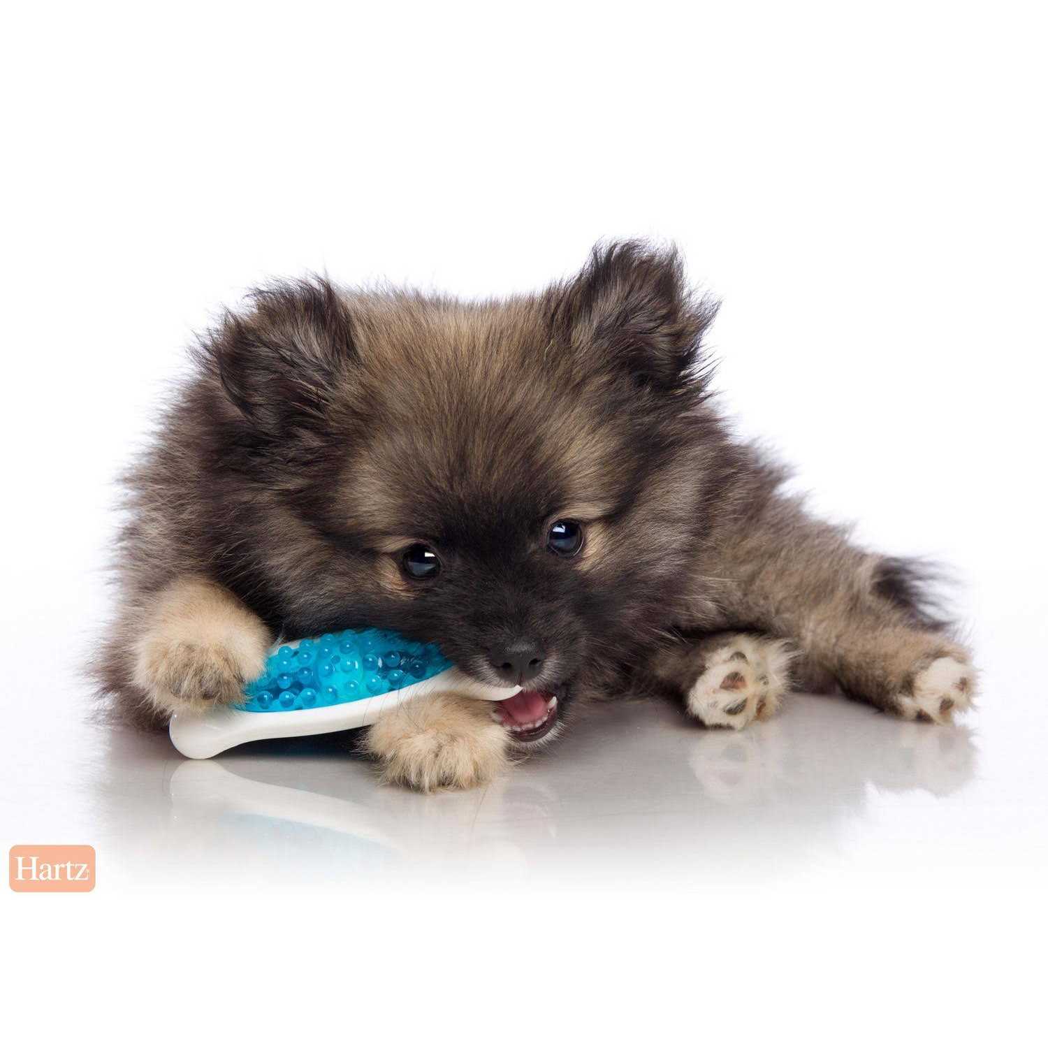 Hartz Chew ‘n Clean Tuff Bone Dog Chew Toy, Small, Color May Vary