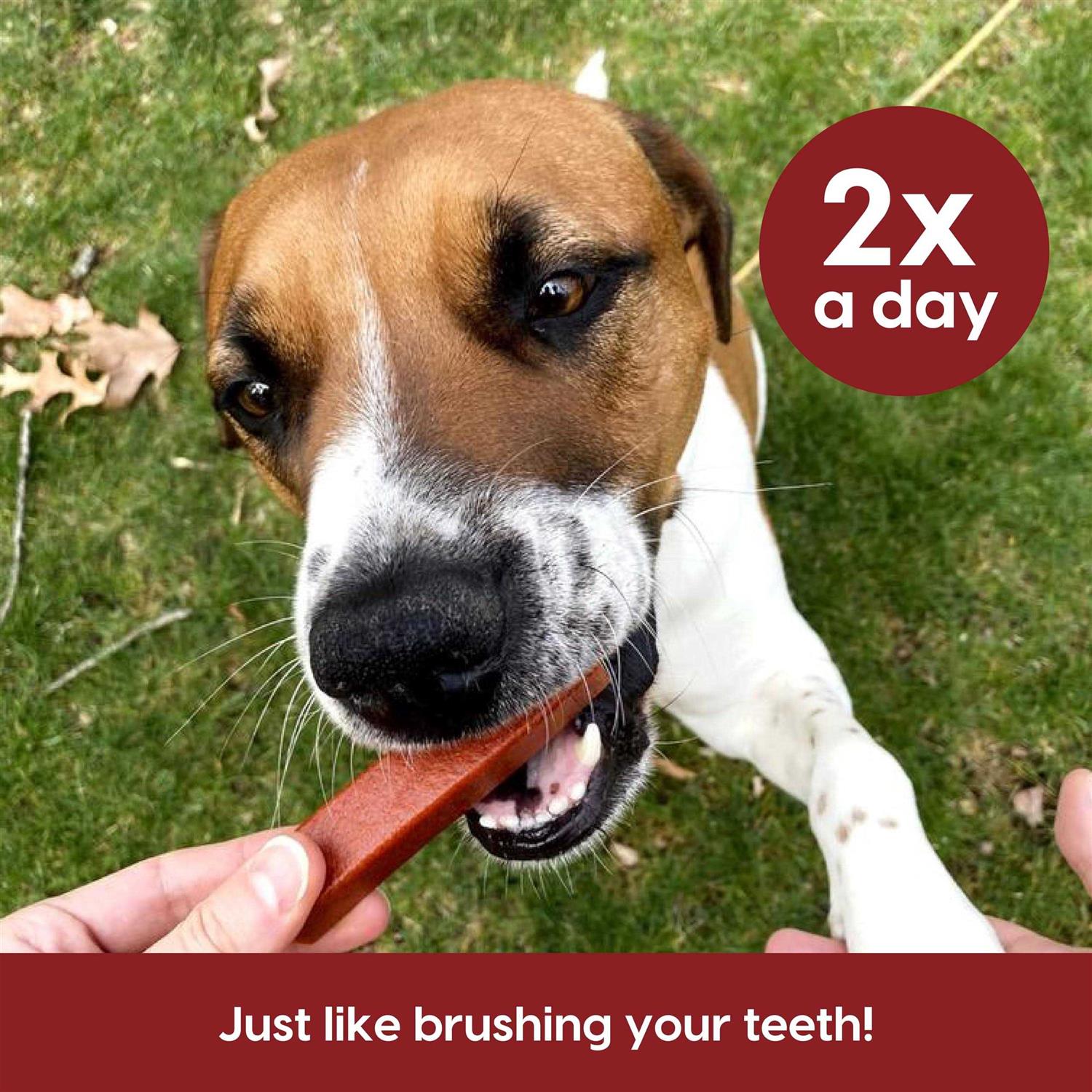 Ark Naturals Protection+ Brushless Toothpaste Fortified Dental Dog Chews