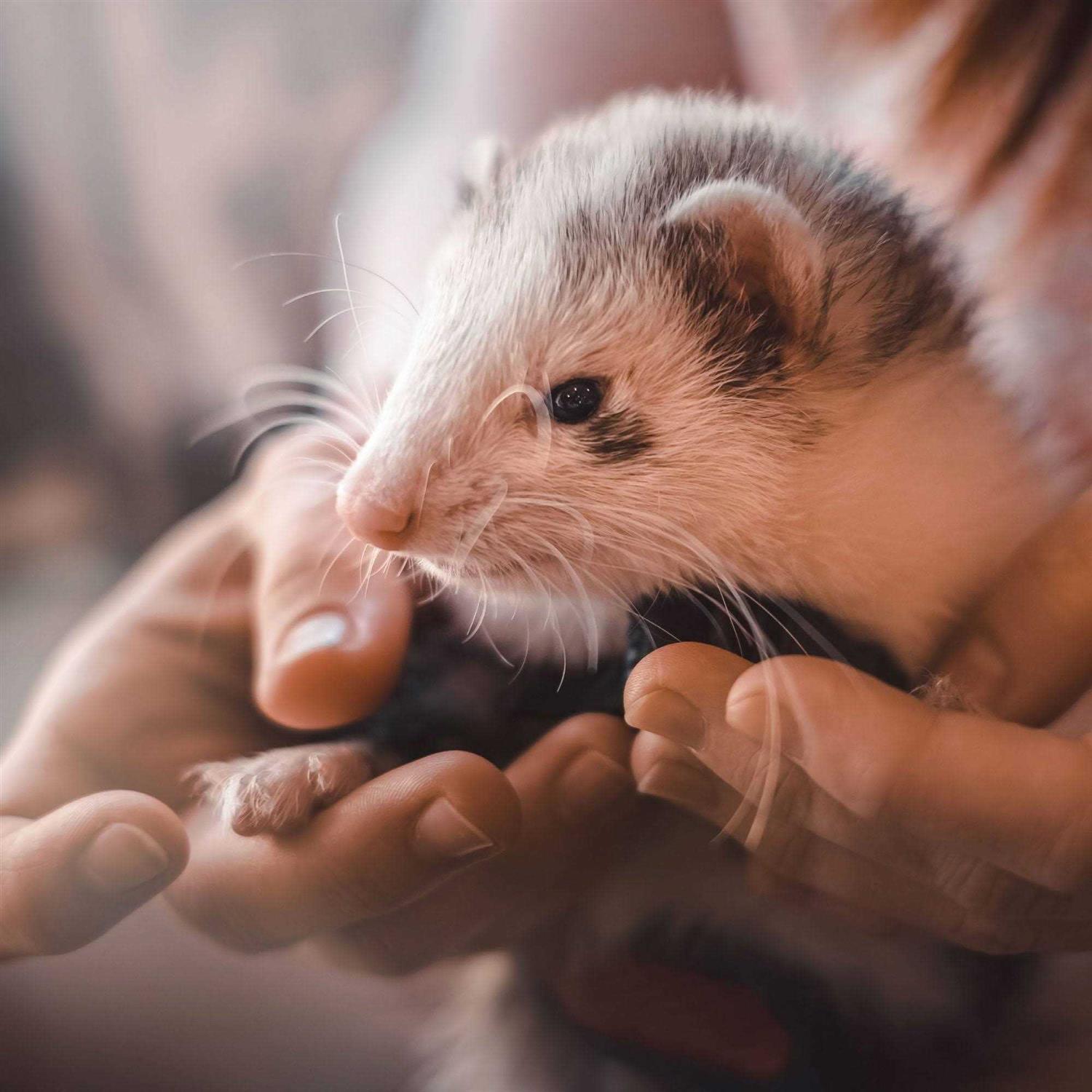 Beaphar Malt Paste Ferrets Vitamin