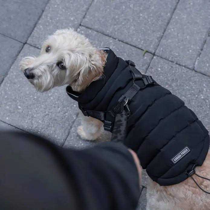 Canada Pooch Harness Puffer Black