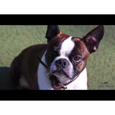 Tall Tails Natural Leather Antler Dog Toy