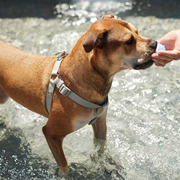 Frisco Outdoor Solid Textured Waterproof Stink Proof Pvc Dog Harness